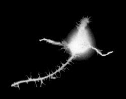 Laminin Protein Structure